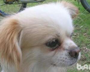 京巴狗和蝴蝶狗生育的串串狗好不好？