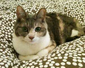 如何处理宠物猫跳上床的习惯