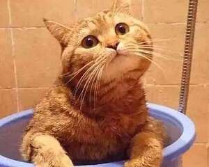 猫咪除了吃猫粮需要额外的补充营养吗？