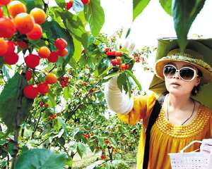 嘉兴；采摘游人气足