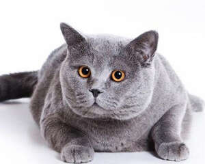 猫咪肠胃病的一些治疗误区