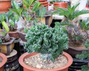 麒麟掌曲霉腐烂病的防治方法