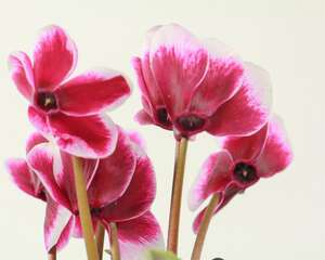 仙客来的繁殖方法