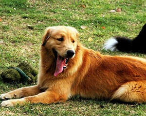 怎么带金毛外出散步？