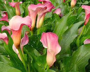 马蹄莲栽种培养与管理（图）