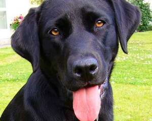 拉布拉多多久能长高