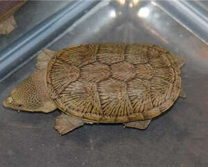 鹰嘴泥龟的饲养要点