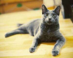 适合老人养的俄罗斯蓝猫