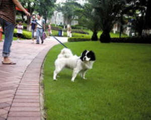 狗狗出门需注意卫生清洁