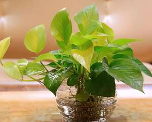 绿萝的介绍与保养护理要点