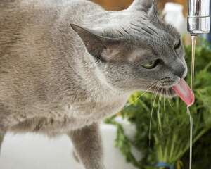 如何判断猫咪饮水量以及怎样让猫咪多喝水