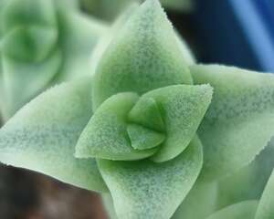 十字星锦的养殖方法