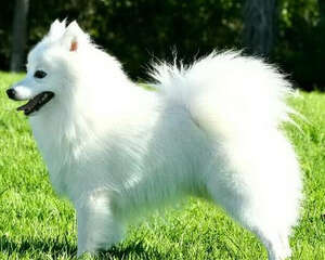 狗狗被毛过于干燥怎么办