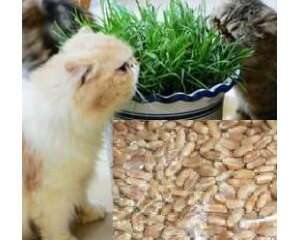 常见的猫草种类