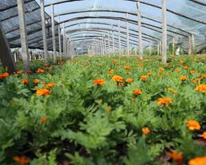 密花孔雀草怎么种