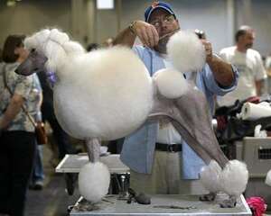 关于选秀赛（Dog Show）的基础知识