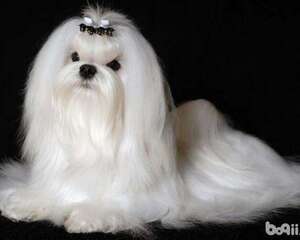 小型犬品种，常见的小型犬品种都有哪些？