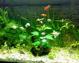 水质性鱼病的防治知识