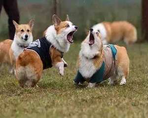 影响柯基犬价格的原因有哪些？