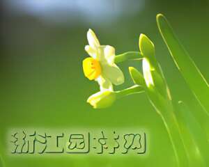 水仙花雕刻后的保养护理（图）