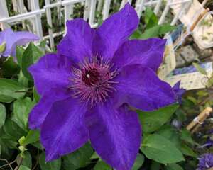 铁线莲怎么换盆