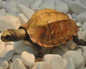 乌龟突然死了？乌龟暴毙原因分析