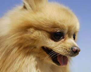 导致博美抽搐的几个原因