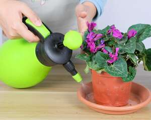 仙客来为什么黄叶子