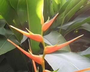 红鹤蝎尾蕉图片