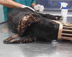 狗豆子怎么去除？如何杀死狗豆子