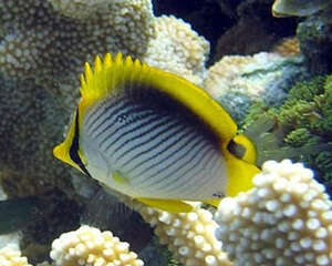 黑背蝴蝶鱼的外形特点