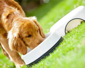 培养狗狗好的吃饭礼仪