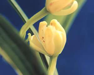 石门奇梅