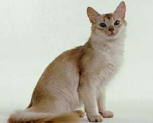 索马里猫多少钱一只?索马里猫价格