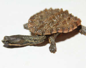 观赏龟养护之南美渔龟