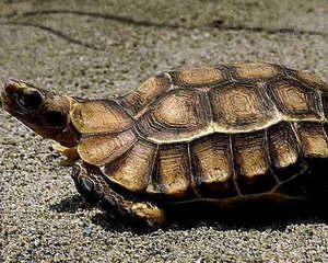 如何饲养一只长命的小龟