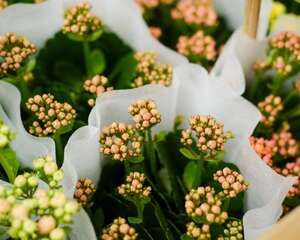 长寿花施肥方法，用什么肥好
