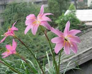 红花葱兰的养殖方法