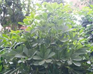 鸭脚木虫害及防治方法