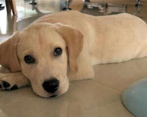 拉布拉多猎犬的形态特征