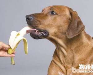 狗狗吃香蕉，狗狗可不可以吃香蕉？
