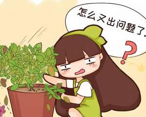 养花3个坏习惯，赶紧改，否则啥花都养不活！