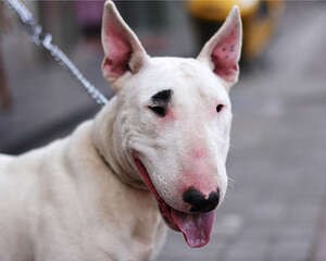 给狗狗吃营养品，你真的补对了吗