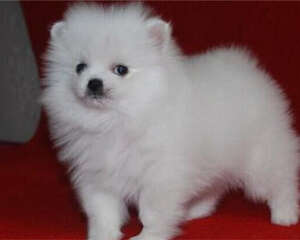 狗狗为什么喜欢吃纸