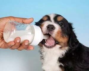 幼犬可以喝牛奶吗？