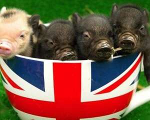 茶杯猪多少钱一只？茶杯猪价格盘点