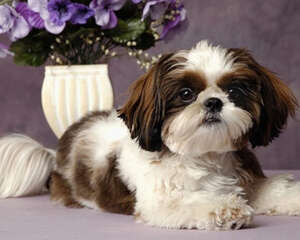 狗狗抽筋时的注意事项