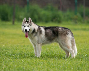 狗狗的三大穴位