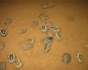 稚龟培育需要注意的问题