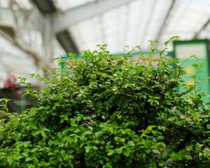 榆树有几种品种，哪个比较珍贵